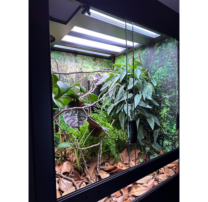 Chameleon Academy Arboreal XL Enclosure - Inside Planted
